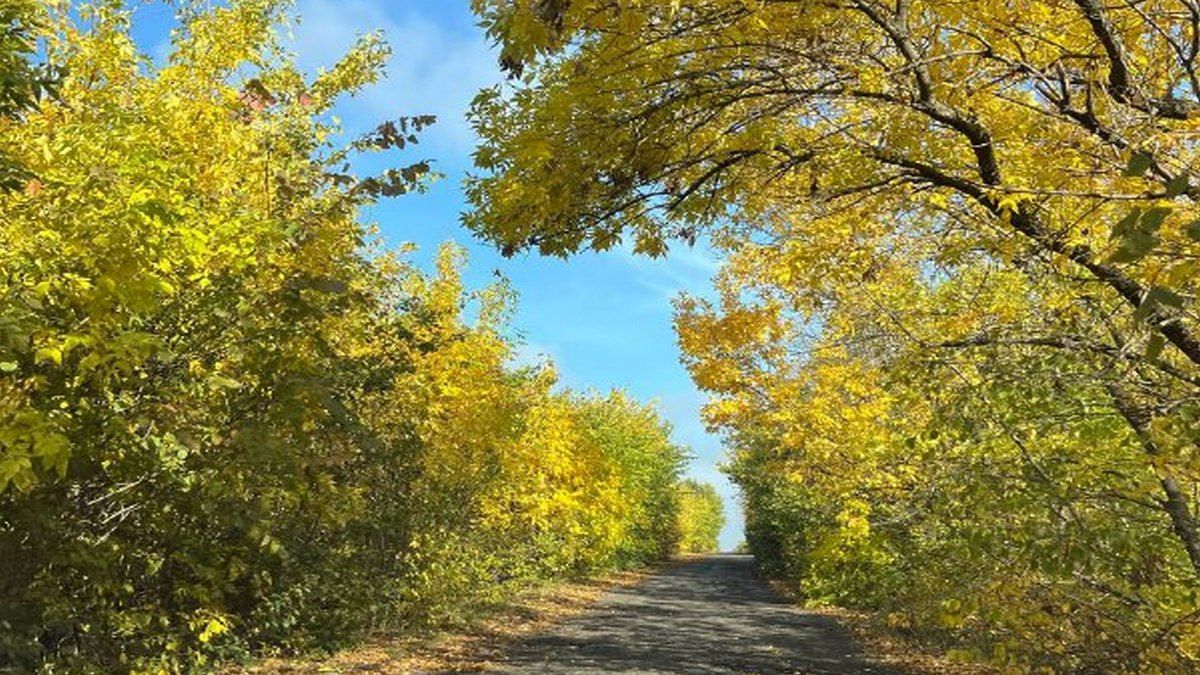 Дощі, мороз та тумани: прогноз погоди в Україні 22 жовтня