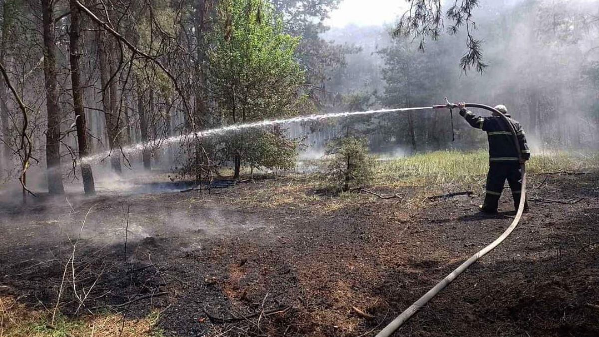 Скільки заповідників та лісів України постраждали від війни