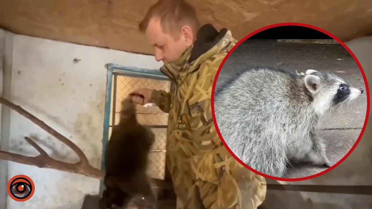 Стало известно, что произошло с енотом из Херсона, похищенным оккупантами