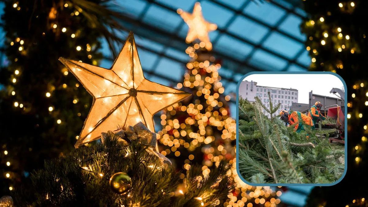 В Киеве заработали пункты по утилизации ёлок — адреса