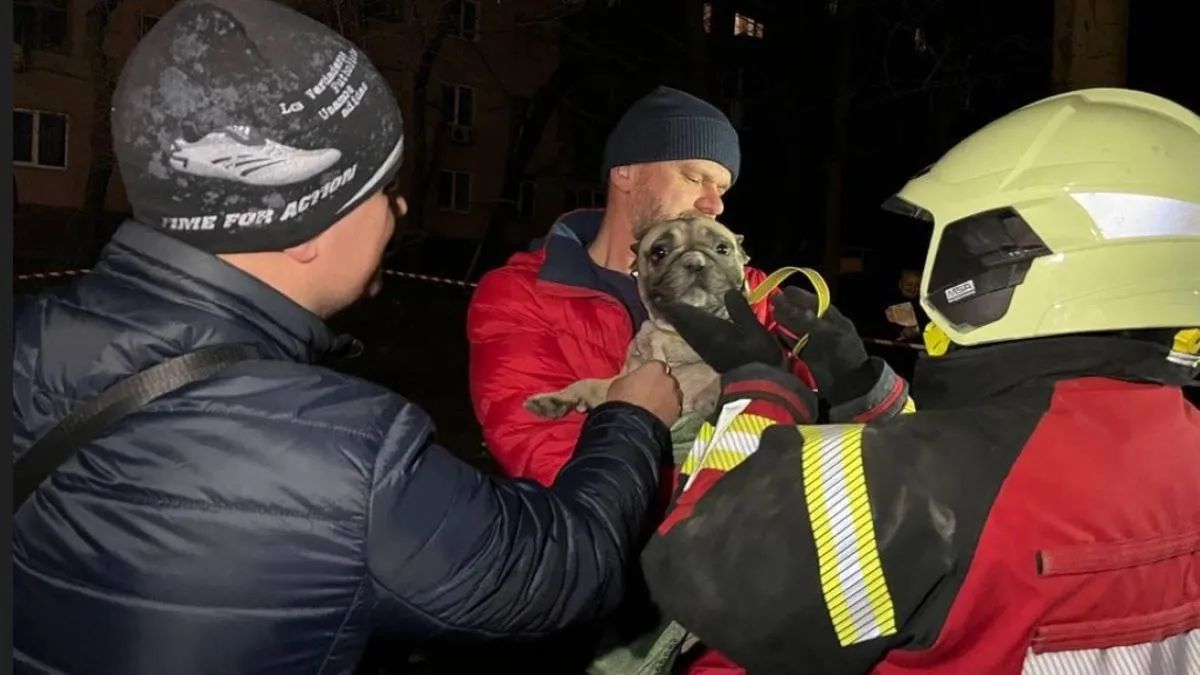 У Запоріжжі тривають рятувальні роботи у зруйнованому ракетою будинку, з-під завалів дістали кількох тварин
