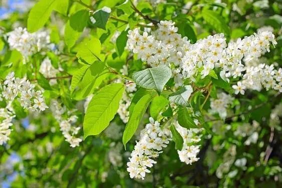 Черемха — ця рослина є прекрасним медоносом.