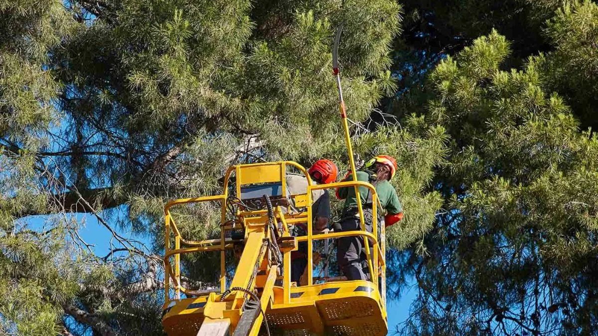 Обрізка дерев у Києві