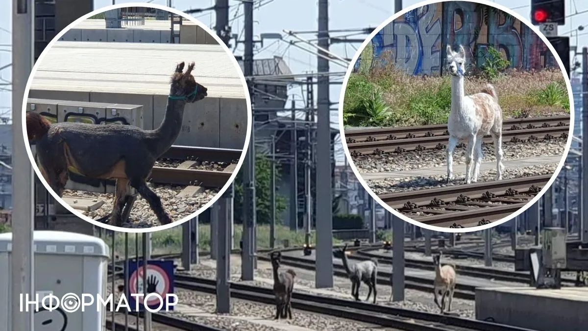 В Вене ламы парализовали движение поездов