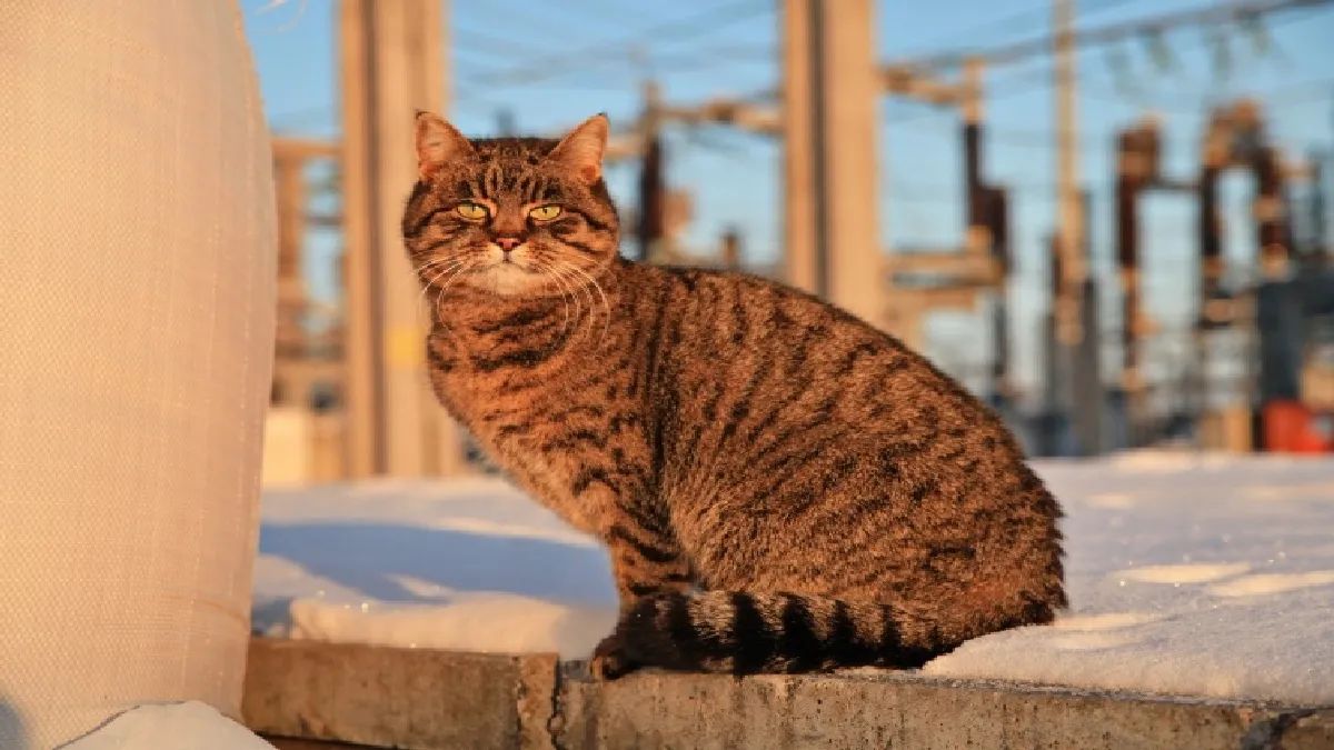 Кішка Аза 9 років живе на підстанції