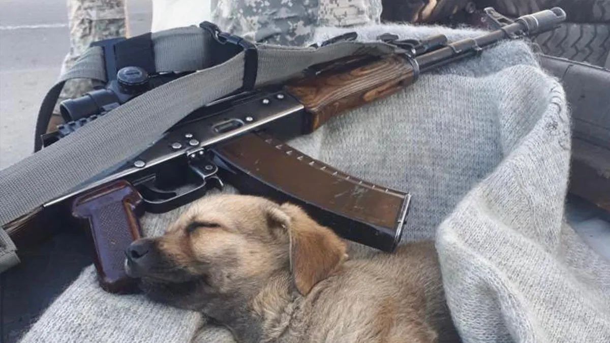 Собака
