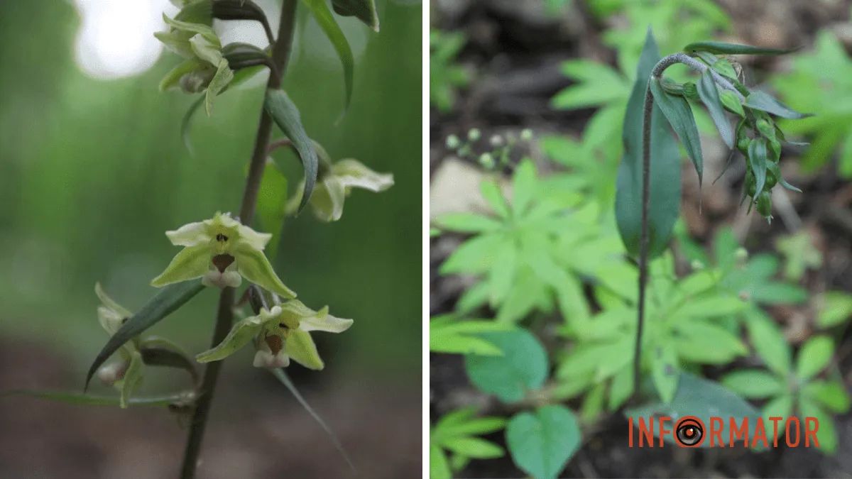 Коручка пурпурная