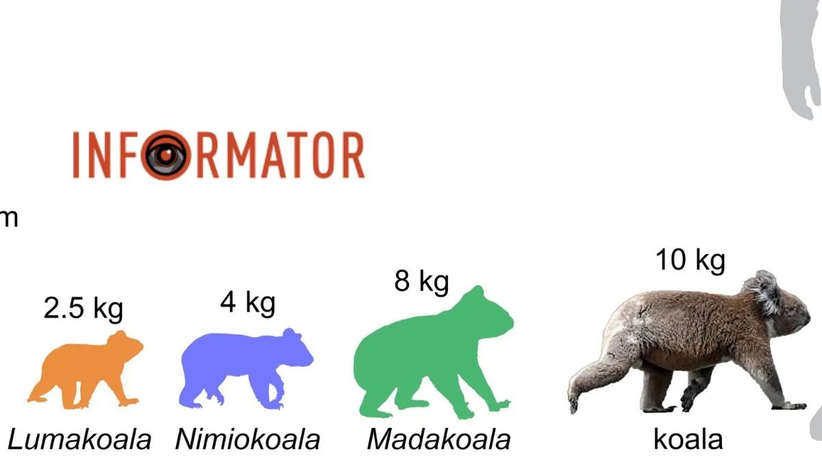 лумакоала, коала