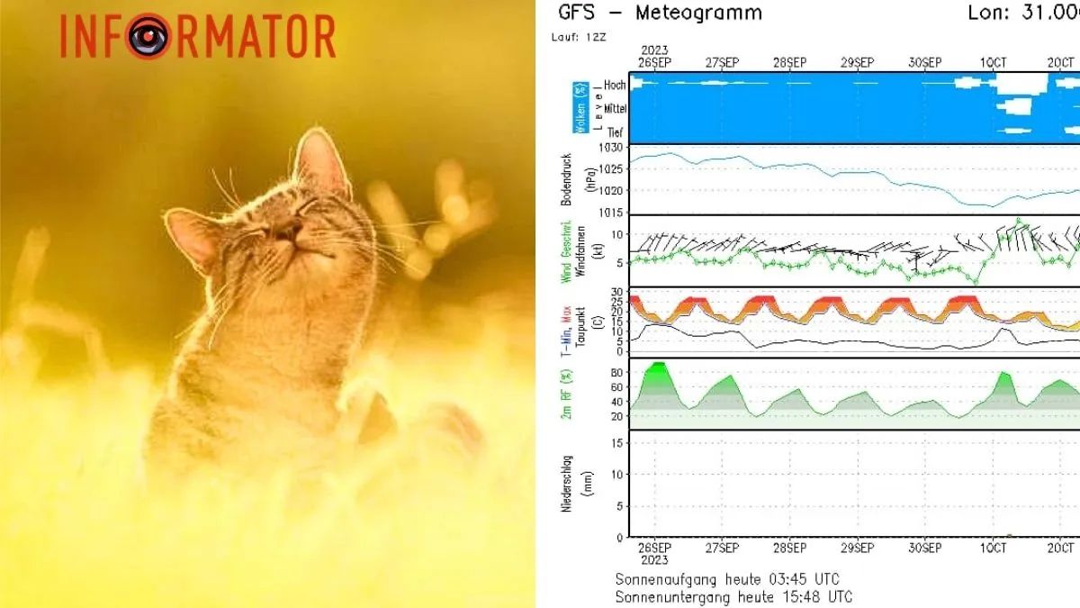 Кіт та діаграма