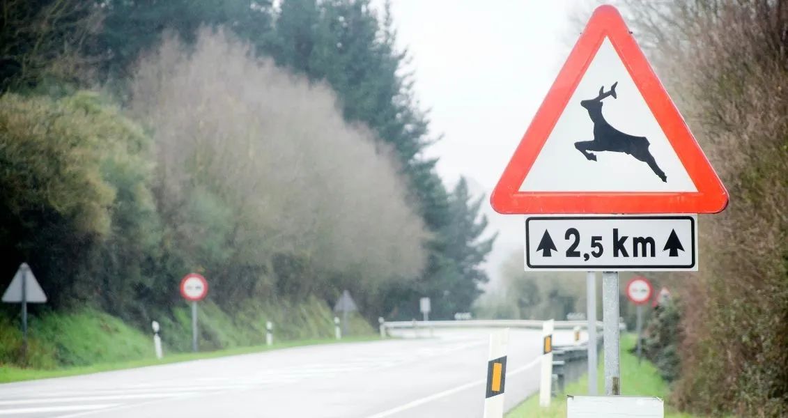 Згідно зі статистикою, 25% тварин гинуть на місці після зіткнення з транспортним засобом. Але у 75% є шанси на виживання за умови, що їм якнайшвидше буде надана необхідна допомога