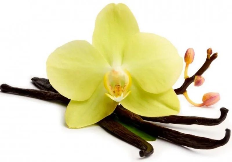 Справжня ваніль виготовляється зі стручків орхідеї сорту Vanilla planifolia, і ви навряд чи куштували її!