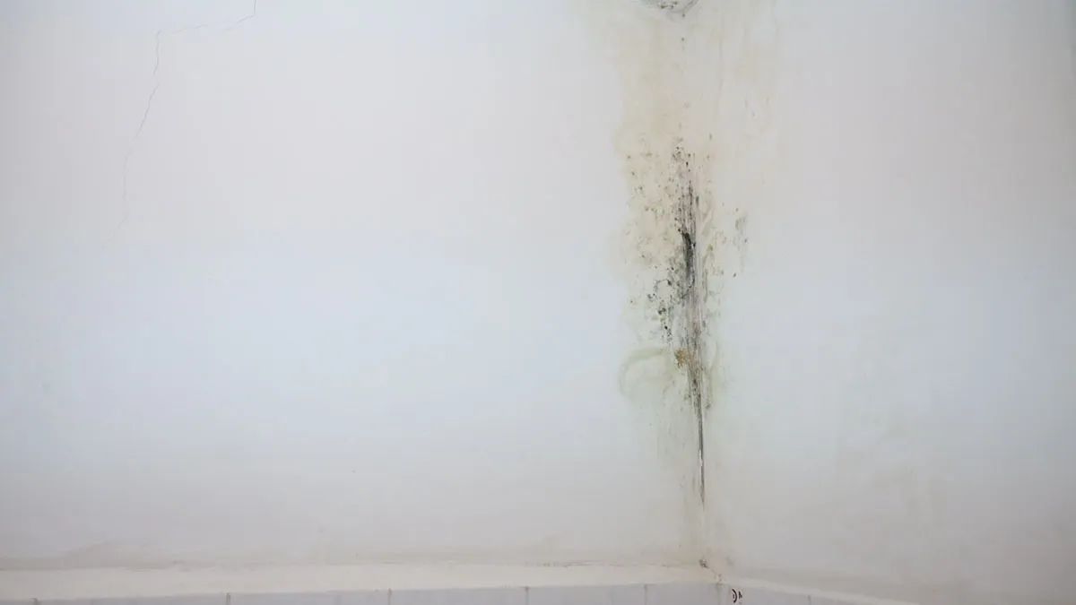 Чорна пліснява в туалеті неврологічного відділення