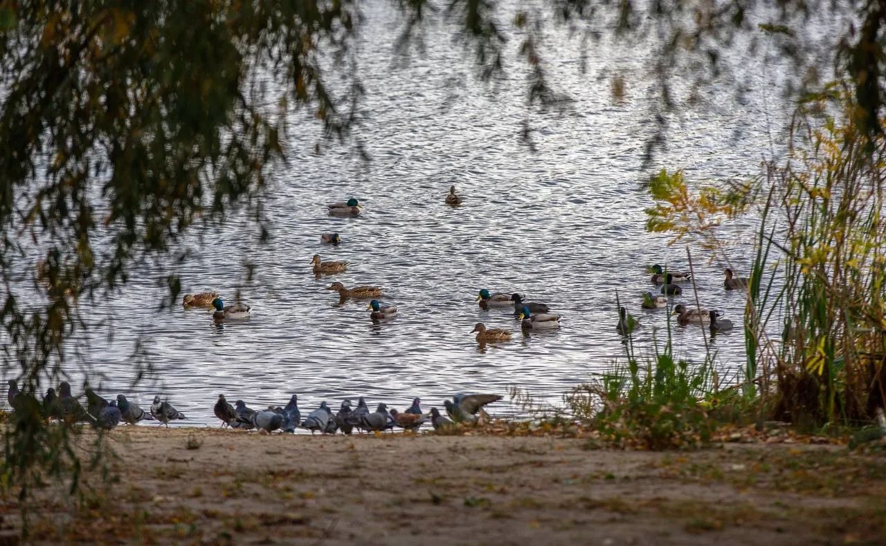 природа навколо озера