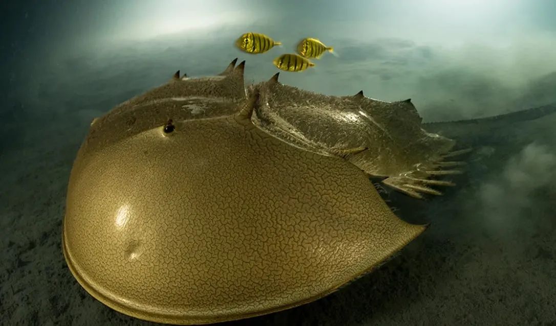 Лоран Бальєста. Фотограф року дикої природи