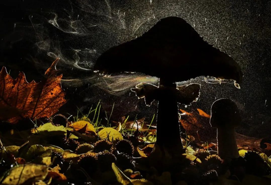 "Останній подих осені" Агорастоса Папацаніса