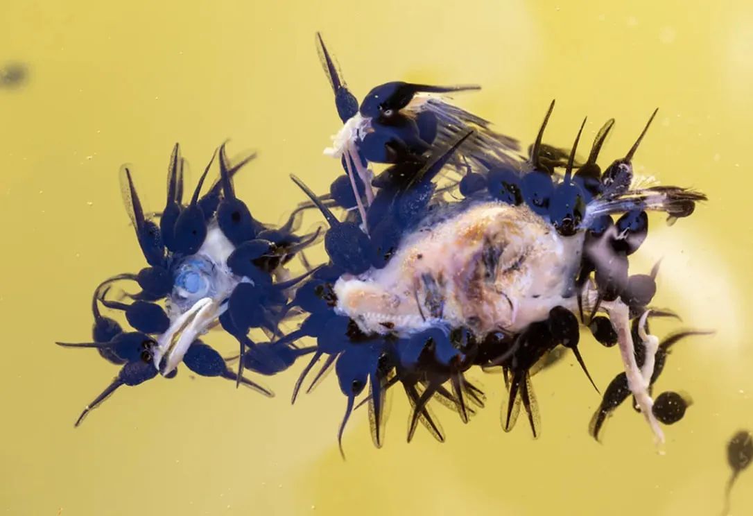 Банкет з пуголовками Хуана Хесуса Гонсалеса Аумади