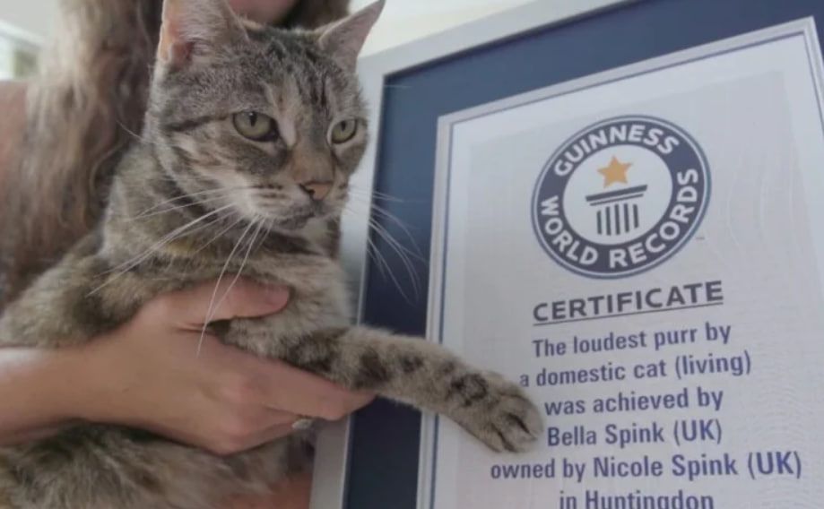 Кошка-рекодсмен Белла