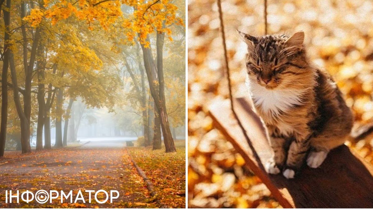 Туман и кот