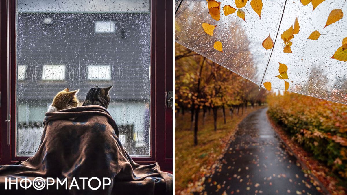 Дощ та коти
