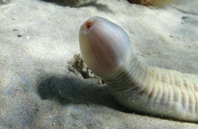 Пеніс-хробак