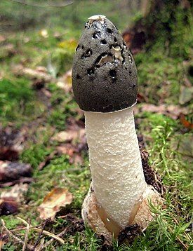 Смердючий гриб