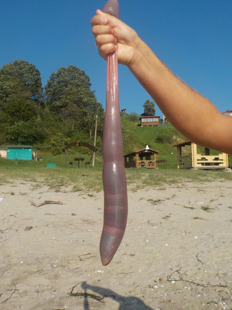 Хробак-пеніс