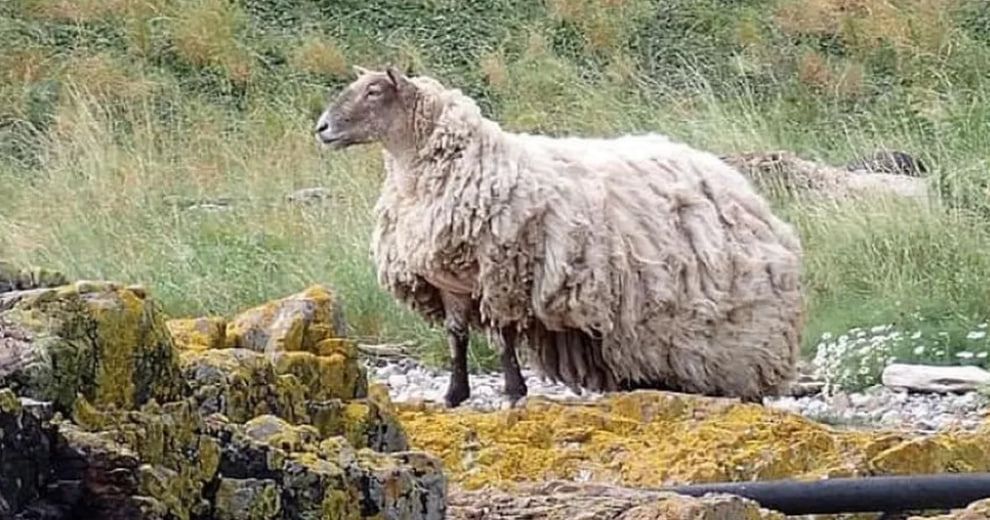 Тернер считает, что это то же животное, которое она видела два года назад в том же месте