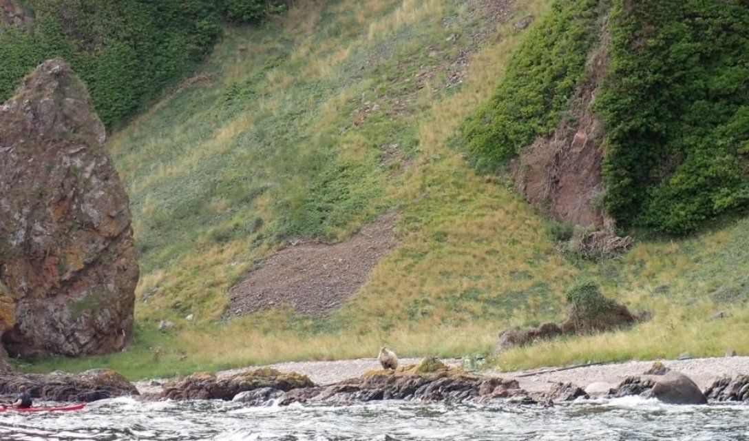 Овца на скале