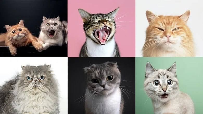 Котики не так просты, как кажутся. Может, они за нами шпионят :) Котики не так просты, как кажутся. Может, они за нами шпионят :)