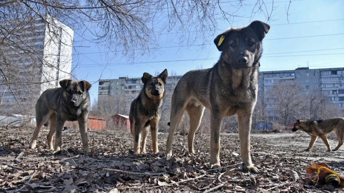 Для кошек и собак: в Украине создали Единый государственный реестр домашних животных 1