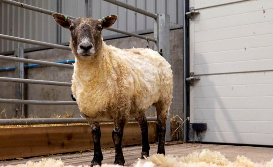 Насамперед Фіону чекала стрижка