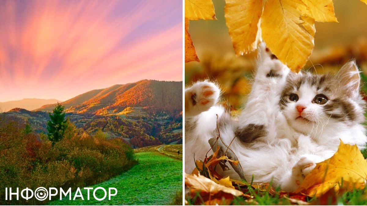 Кіт та природа
