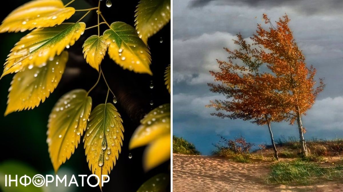 Листья и ветер