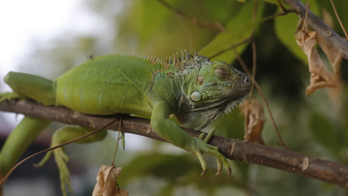 Мерзлы ыгуаны выглядят, словно мертвые, и в этом заключается главное коварство. Мерзлы ыгуаны выглядят, словно мертвые, и в этом заключается главное коварство.