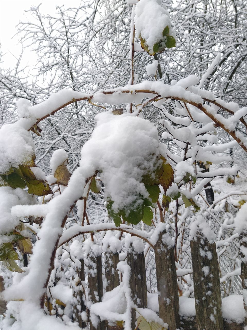 Снег на Буковине Снег на Буковине