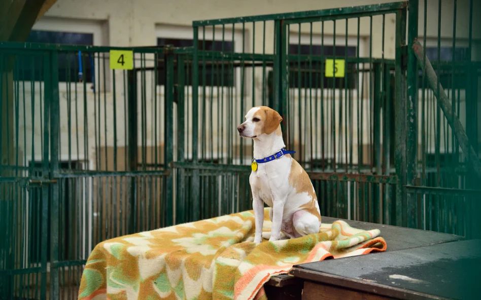 Южная Корея запретит есть мясо собак: что известно 1