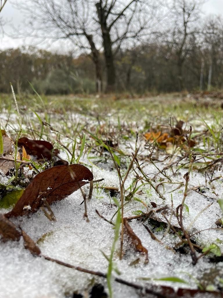 Поваленные деревья, сорванные крыши и снег: в Одессе ликвидируют последствия непогоды - фото 8