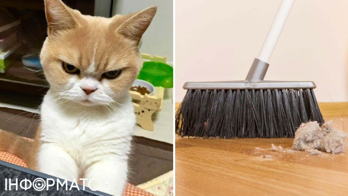 Кот и веник