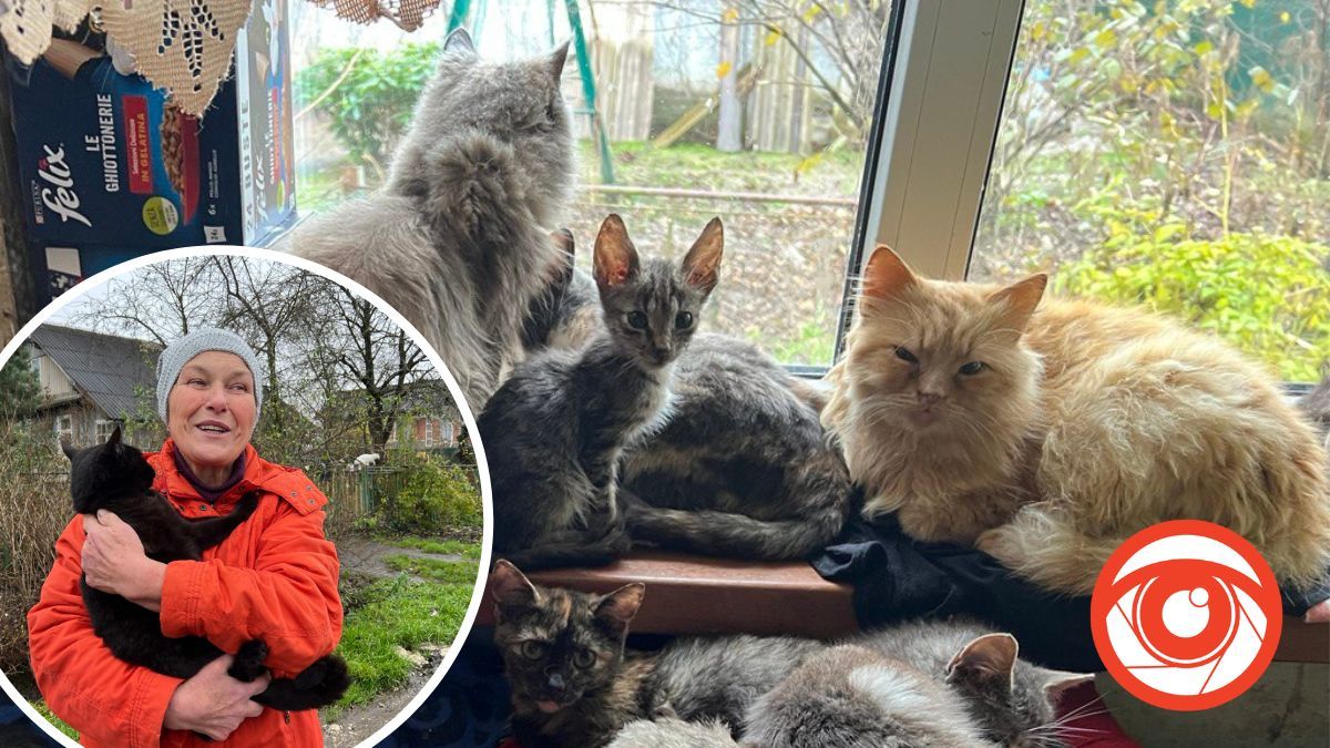 Светлана Татаркина и его котики Светлана Татаркина и его котики