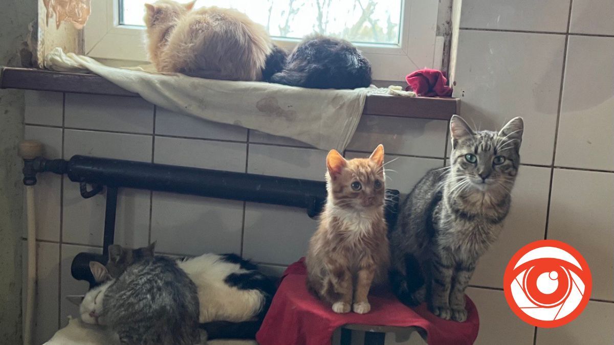 Котики в тепле, накормлены и защищены Котики в тепле, накормлены и защищены