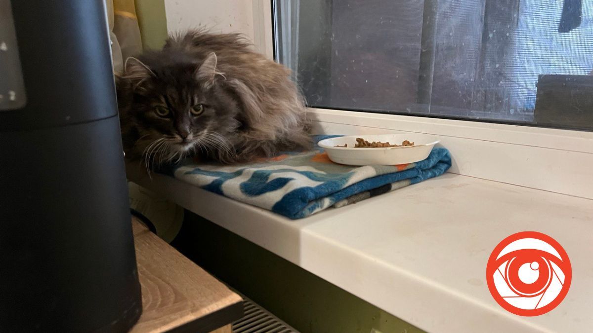 У Светланы есть котики, от которых хозяева отказались У Светланы есть котики, от которых хозяева отказались