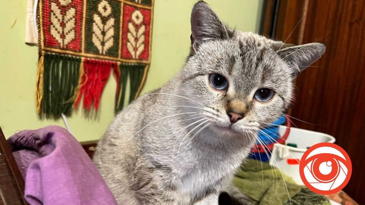 Есть здесь животные и слепые, и искалеченные Есть здесь животные и слепые, и изуродованные