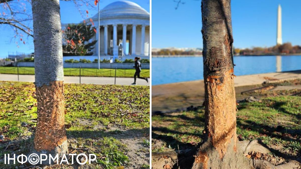 США, парк, природа, тварини