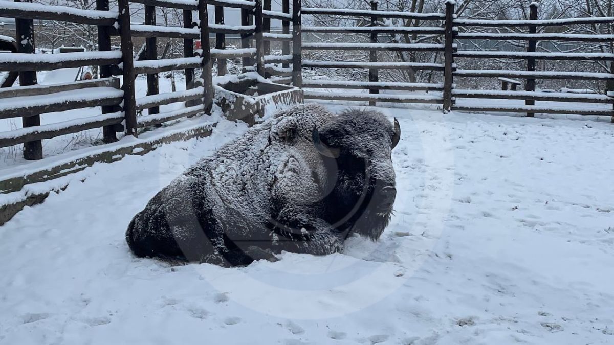 Снег в Киеве