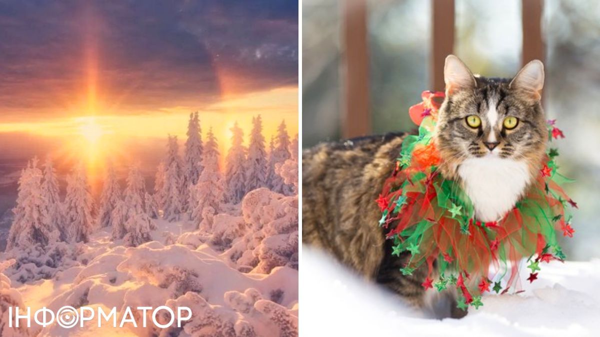 Кіт та зима