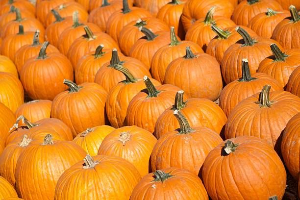 Тыква обладает превосходными целебными свойствами!