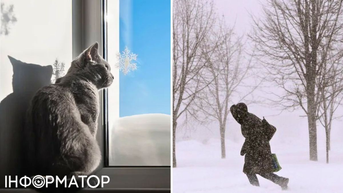 Кіт та людина