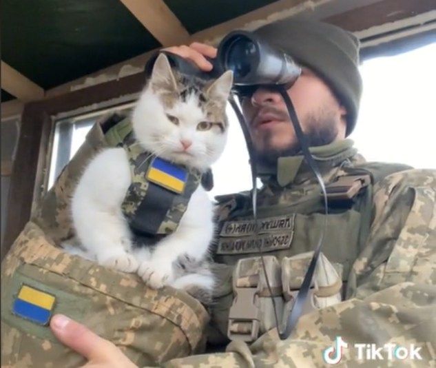 Войска с когтями: Украина начала отправлять на фронт кошек 2