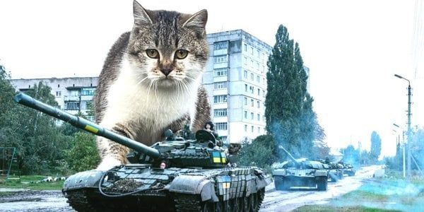 Войска с когтями: Украина начала отправлять на фронт кошек 3