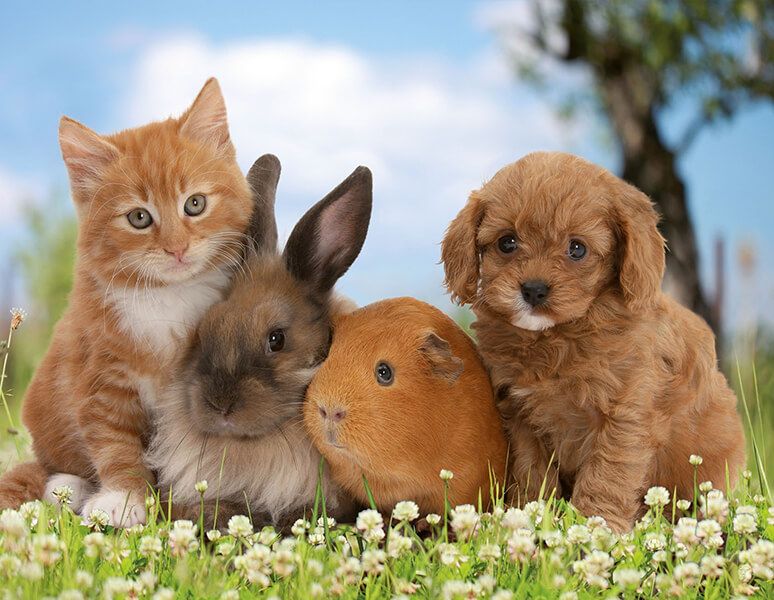 Цей день об’єднує всіх, хто стає на захист тварин, та має на меті привернути увагу людства до морально-етичних проблем пов’язаних з тваринами